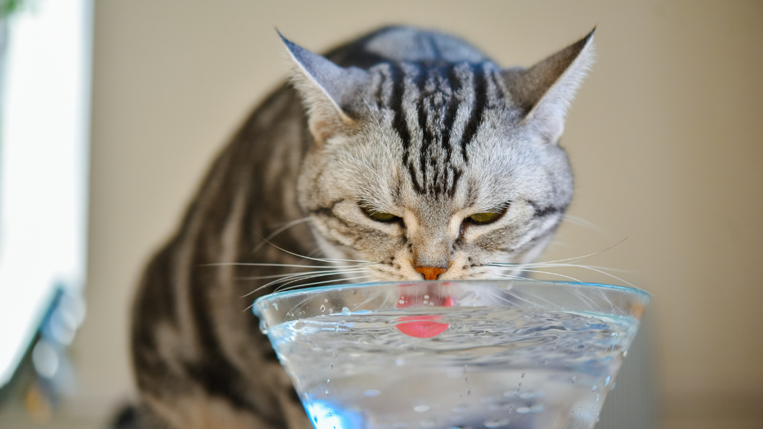 Pourquoi votre chat ne boit pas assez ? 7 astuces validées + solutions simples
