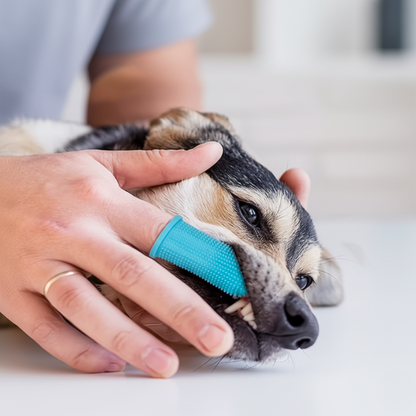 Nettoyage des dents d’un chien avec brosse en silicone douce, adaptée aux gencives sensibles.